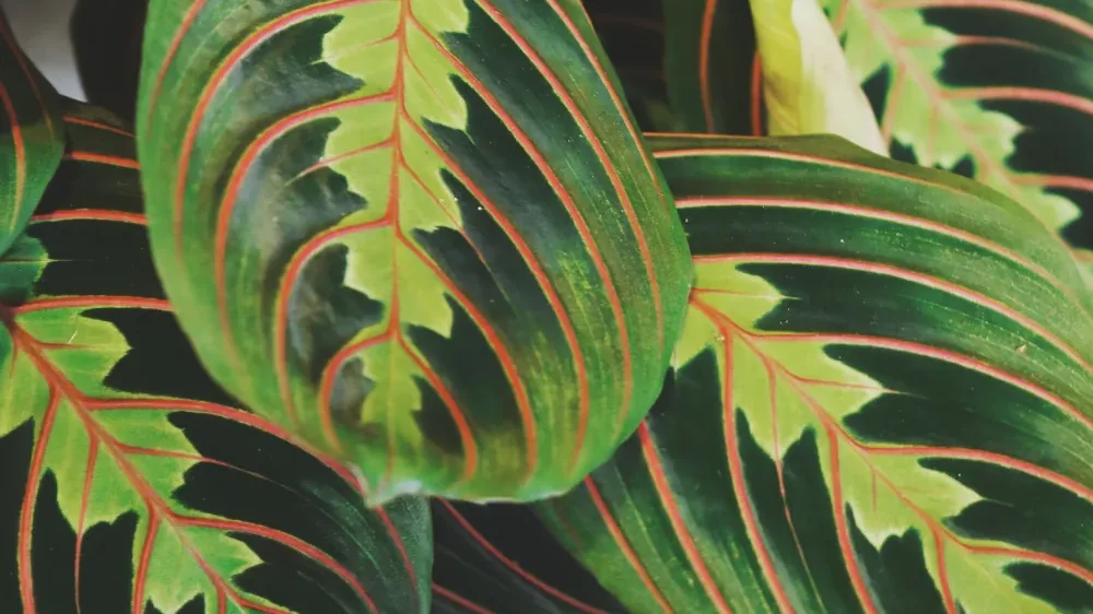 Maranta Leuconeura