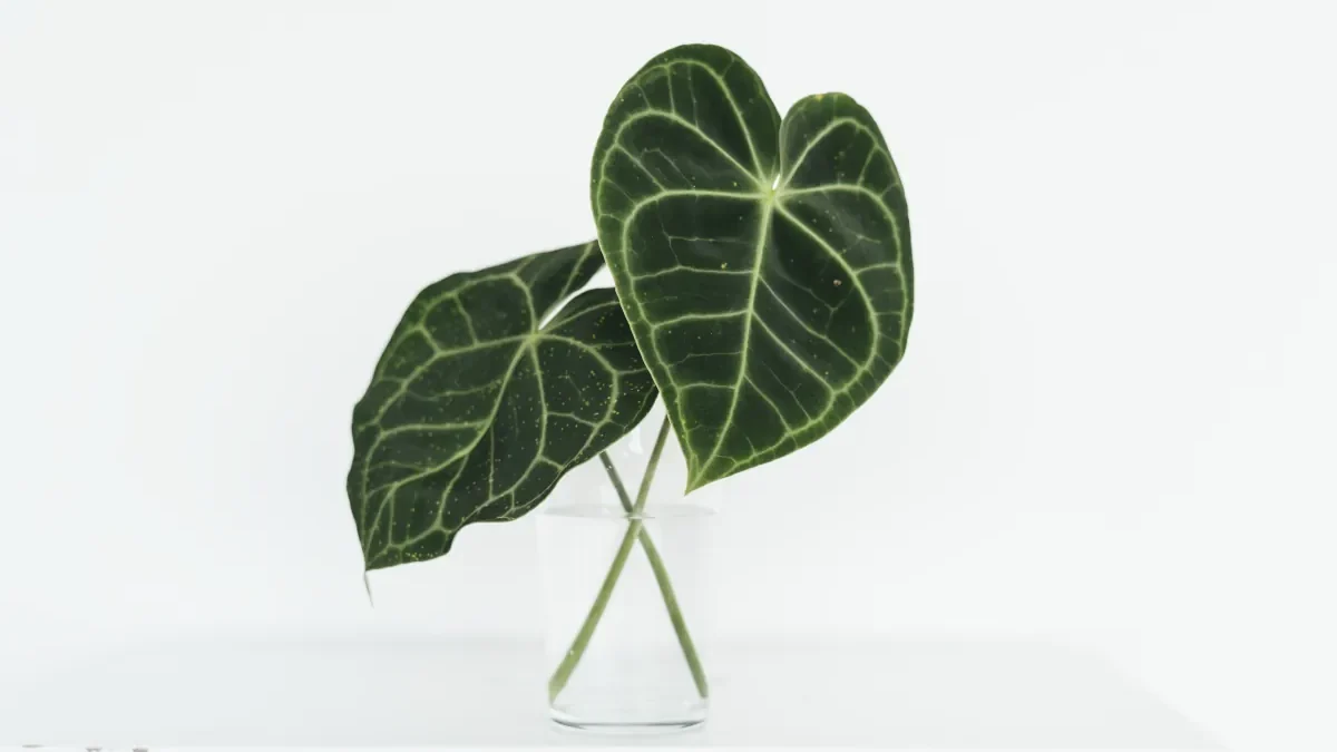cuidados alocasia